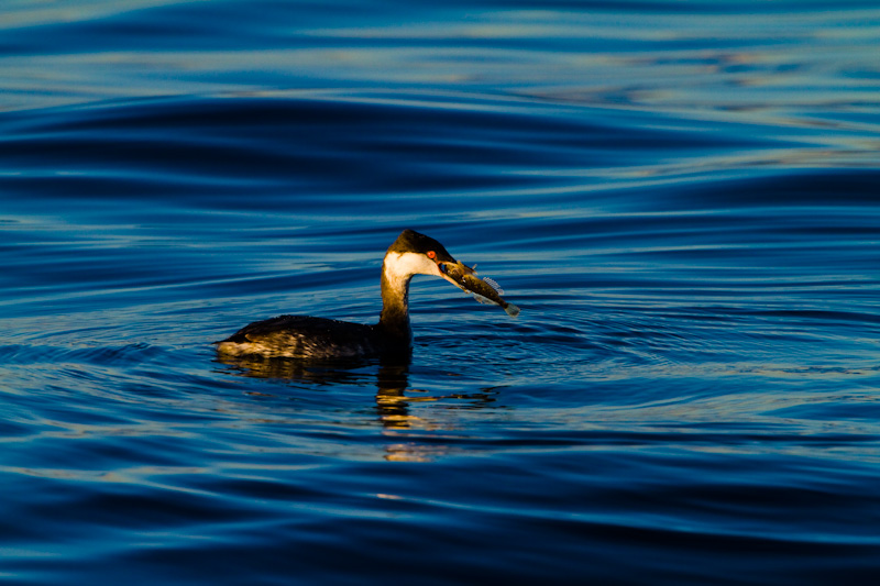 Horned Grebe Eating Fish